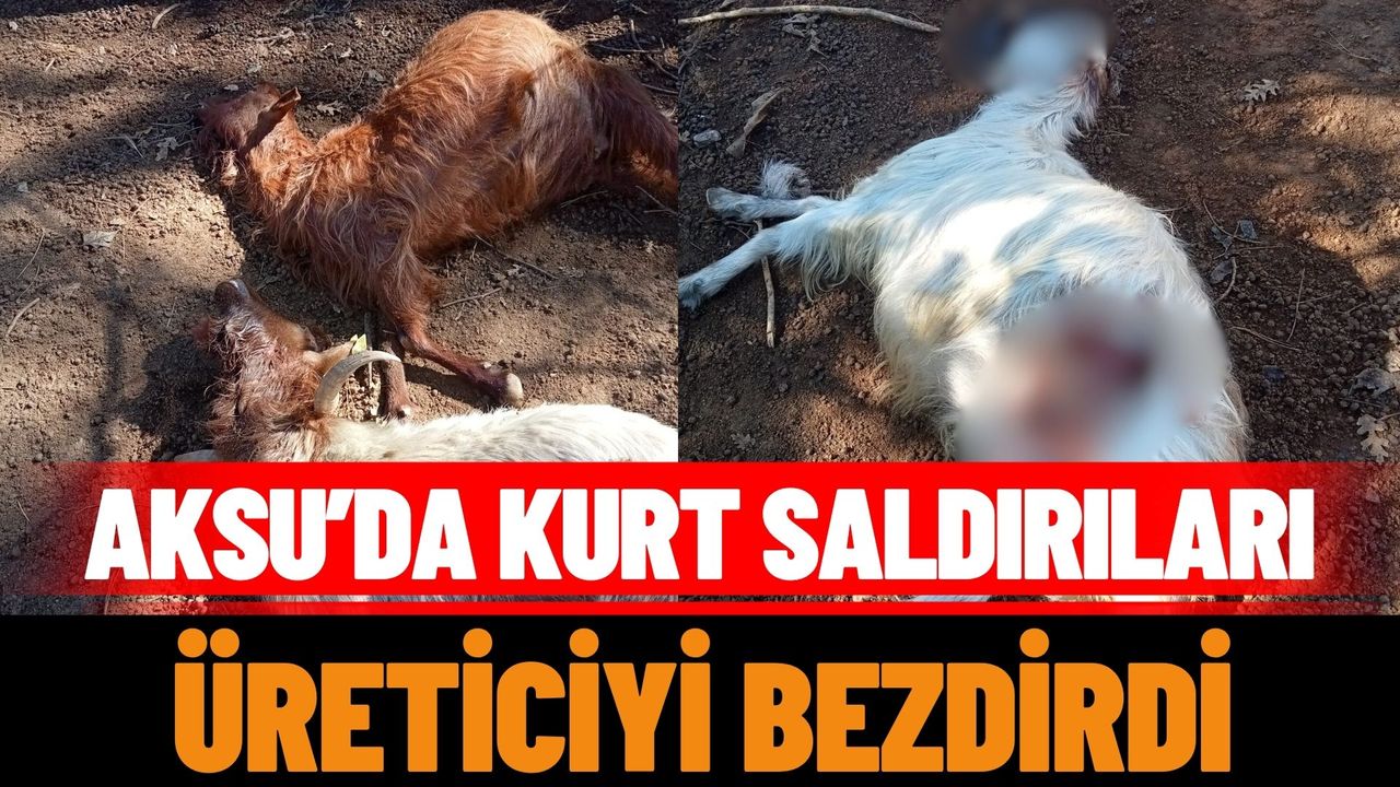 Aksu’da kurt saldırıları üreticiyi bezdirdi