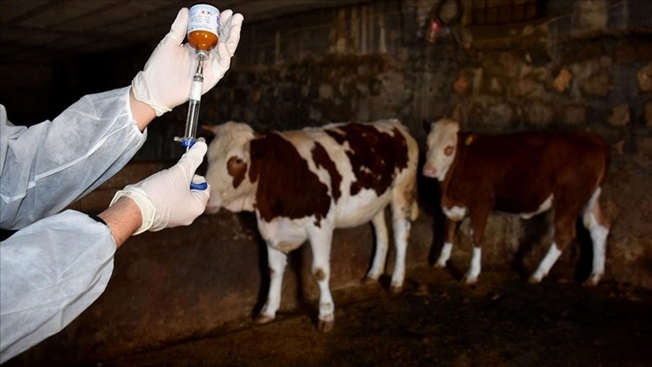 Aksu’da Şap Hastalığı 8 Köy Karantina Altına Alındı