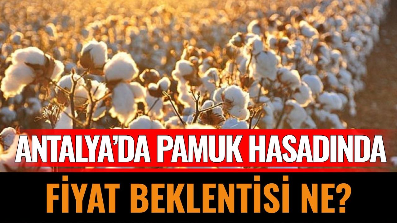 Antalya’da Pamuk Hasadında Fiyat Beklentisi Ne?