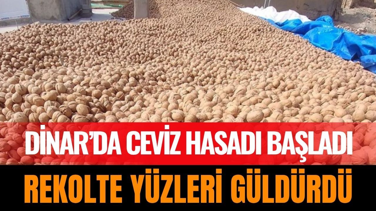 Dinar’da Ceviz Hasadı Başladı: Rekolte Yüzleri Güldürdü