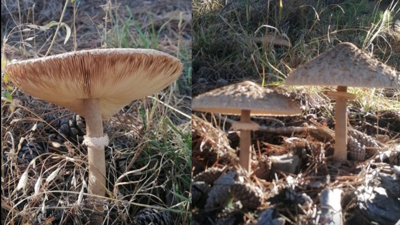 Sütçüler’in Ormanları Taç Mantarına Ev Sahipliği Yapıyor