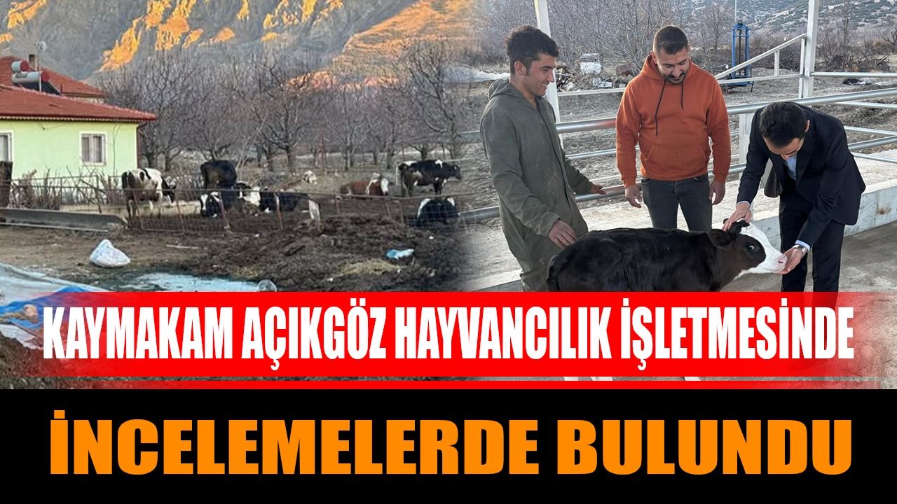Kaymakam Açıkgöz Hayvancılık İşletmesinde İncelemelerde Bulundu