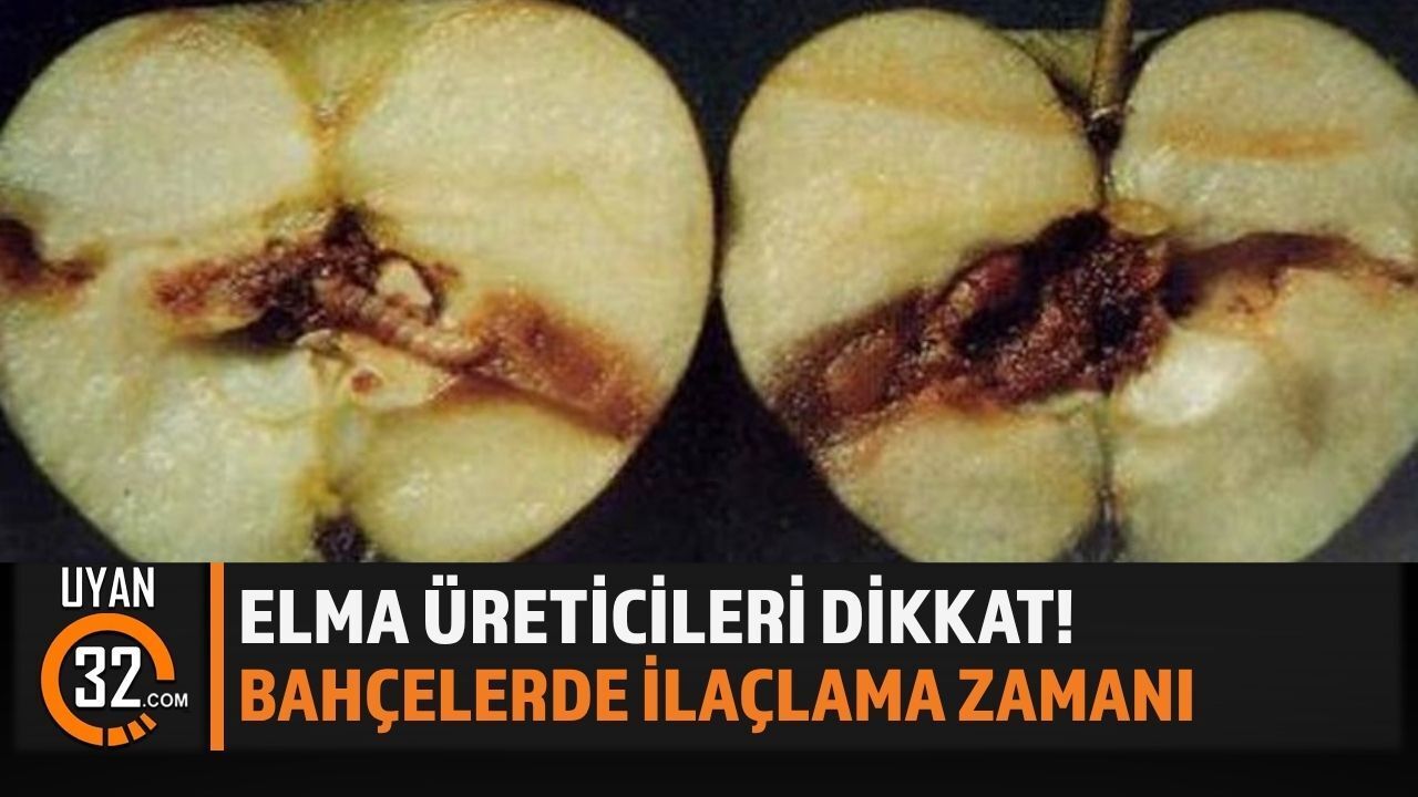Elma İçkurdu Alarmı! Üreticilere Gecikmeden İlaçlama Uyarısı