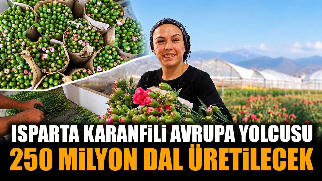 Isparta karanfili Avrupa yolcusu: Bu yıl 250 milyon dal üretilecek