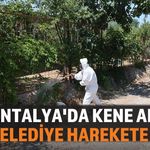 Aksu Belediyesi, Kene Şikayetlerine Kayıtsız Kalmadı