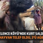 Belence Köyü'nde Kurt Saldırısı