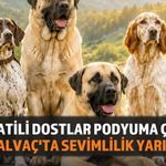 Yalvaç Köpek Güzellik Yarışması İçin Başvurular Başladı