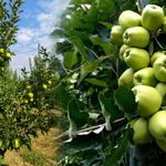 Gelendost’un Meşhur Golden Elmaları Görücüye Çıkıyor