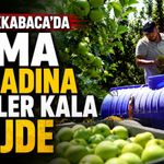 Büyükkabaca'da Elma Hasadına Günler Kala Müjde: Ağaç Başı Verim Rekor Seviyeye Ulaştı!