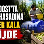 Gelendost'ta Elma Hasadına Günler Kala Müjde: Ağaç Başı Verim Rekor Seviyeye Ulaştı!
