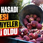 Gelendost'ta Elma Hasadı Yevmiyeleri Belli Oldu