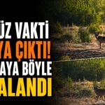 Isparta'da köyleri tedirgin eden görüntü: Gündüz vakti yol kenarında ortaya çıktı