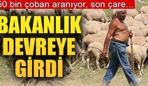 150 bin çoban aranıyor!