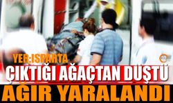 Gelendost'ta çıktığı ağaçtan düşerek ağır yaralandı