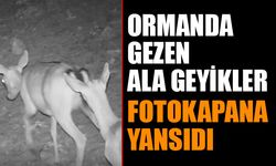 Isparta ormanlarındaki alageyikler fotokapana yansıdı