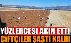 Yüzlercesi Akın Etti Çiftçiler Şaştı Kaldı (Video Haber)