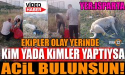 Sokak Hayvanları Katledildi Kim Yada Kimler Yaptıysa Acil Bulunsun