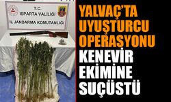 Uyuşturucu Operasyonu: Yalvaç'ta Kenevir Ekimine Suçüstü