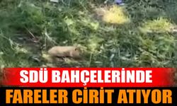 SDÜ'de Fare İstilası: Çim Alanlarda Fareler Görüntülendi