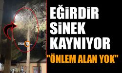 Eğirdir Sinek Kaynıyor Önlem Alan Yok