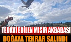 Isparta’da Tedavi Edilen Mısır Akbabası Yeniden Doğaya Salındı