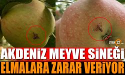 Akdeniz meyve sineği elmalara zarar veriyor