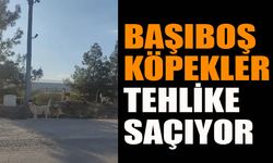 Başıboş Köpekler Tehlike Saçıyor