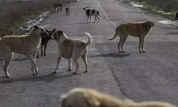 Sahipsiz Köpeğin Saldırısına Uğrayan Yaşlı Adam Hastaneye Kaldırıldı