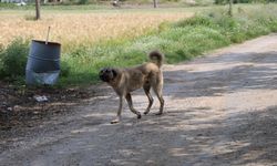 Sokak Köpeğinin Tepkisi, Bir Haftadır Fark Edilmeyen Ölümü Ortaya Çıkardı