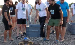 Caretta Carettalar, Akdeniz'de Uzun Yolculuğa Çıktı