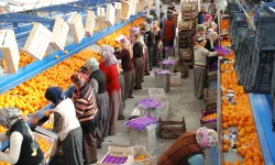 Finike'de Portakalda Taban Fiyat Uygulaması Başlatıldı