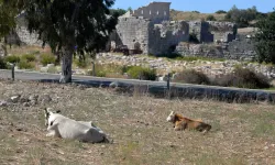 Patara Antik Kenti'nde Hayvanların Yolu