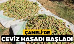 Çameli'de ceviz hasadı başladı