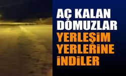 Isparta'da Domuzlar Yerleşim Yerlerine İndiler