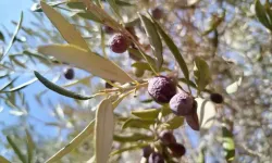 Kuraklık Zeytin Üretimini Vurdu, Fiyat Artışı Kapıda