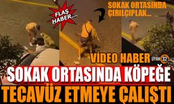 Sokak Ortasında Köpeğe Cinsel İstismarda Bulundu (Video Haber)