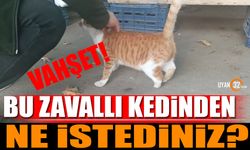 Bu Zavallı Kediden Ne İstediniz?