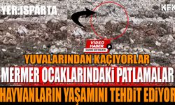 Isparta'daki Maden Patlamaları Yaban Hayatını Tehdit Ediyor