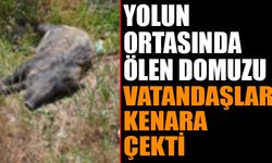 Yolun Ortasında Ölen Domuzu Vatandaşlar Kaldırdı