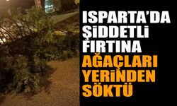 Isparta'da şiddetli fırtına ağaçları yerinden söktü