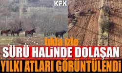 Isparta'da sürü halinde dolaşan yılkı atları görüntülendi