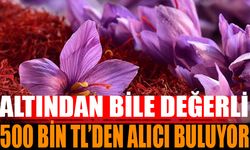 Eğirdir'de Altın Değerinde Bitki: 500 Bin Liradan Satılıyor