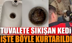 Isparta'da Alaturka Tuvalete Düşen Kedi İşte Böyle Kurtarıldı