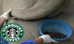 Starbucks Fil Dışkısı Doğru Mu? Doğrusu Nedir?