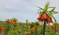 Tarım ve Orman Bakanlığı'ndan Açıklama