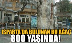 Isparta'daki bu ağaç 800 yaşında! 7-8 kişi kolların açsa ağacın çevresini anca sarabiliyor