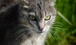 Kedi Bıyığı Kesilir Mi? Kedinin Bıyığı Kesilirse Ne Olur?