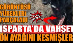 Görüntüsü Yürekleri Parçaladı Köpeği Bu Hale Getirdiler