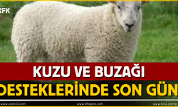 Kuzu Ve Buzağı Desteklerinde Son Gün