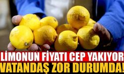 Limon fiyatları aldı başını gidiyor!